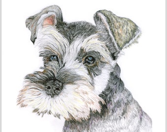 Miniature Schnauzer Color Pencil Print, Miniature Schnauzer lovers gift, dog lovers present, colored pencil print, pet portrait, dog drawing