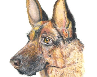 German Shepherd Color Pencil Print, pet lovers gift, dog lovers present, colored pencil print, pet portrait, dog drawing,