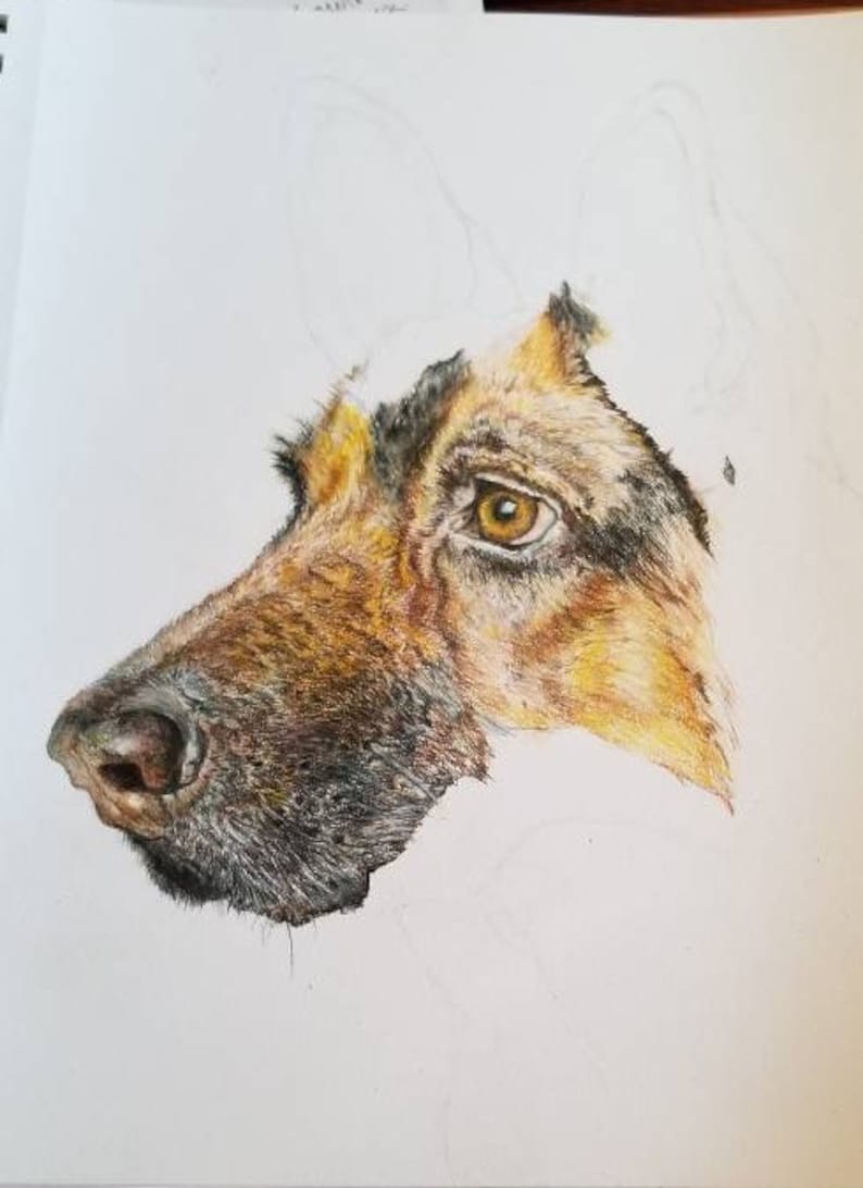 colored pencil print pet portrait German Shepherd Color Pencil Print dog lovers present dog drawing, pet lovers gift