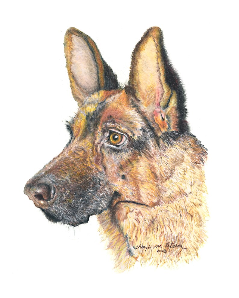 colored pencil print pet portrait German Shepherd Color Pencil Print dog lovers present dog drawing, pet lovers gift
