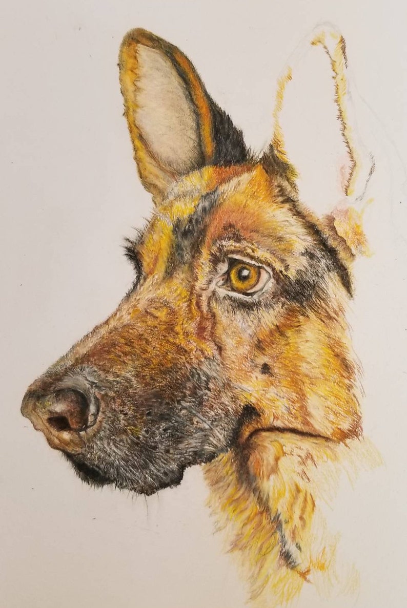 colored pencil print pet portrait German Shepherd Color Pencil Print dog lovers present dog drawing, pet lovers gift