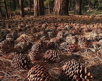 Pinecone