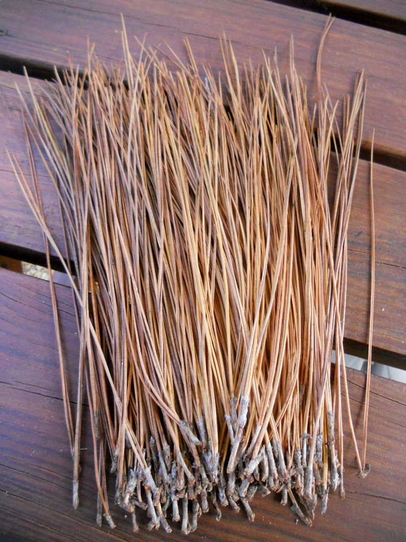 Pine Needles for Pine Needle Basket Making Basket Weaving Etsy
