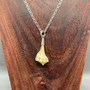 May include: A silver chain necklace with a white seashell pendant. The seashell is a light brown color and has a ribbed texture.