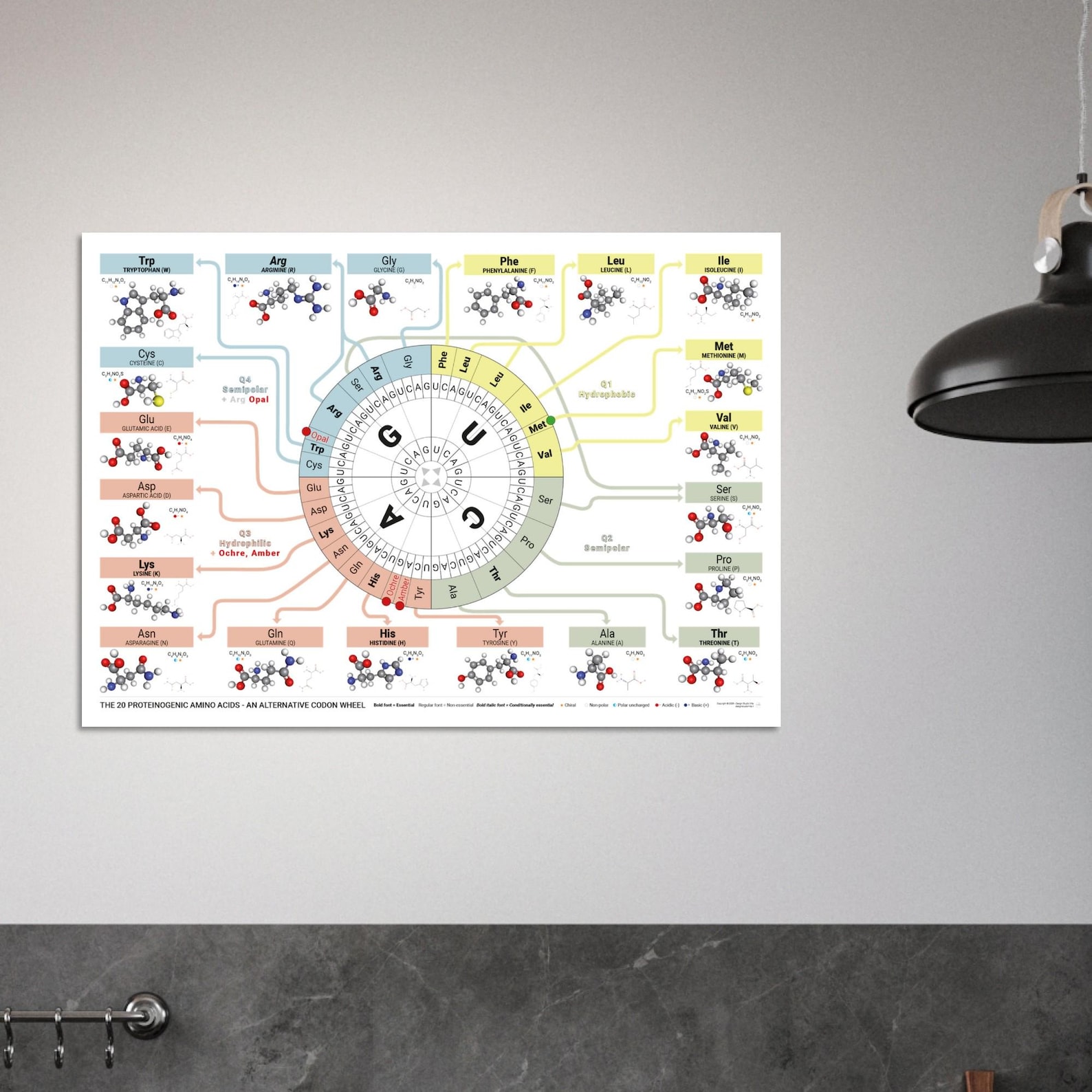 The 20 Proteinogenic Amino Acids – Alternative Codon Wheel Poster ...
