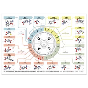 Die 20 Proteinogenen Aminosäuren – Das Alternative Codon Wheel Poster | Genetische Code Tabelle | Molekularbiologie Kunst