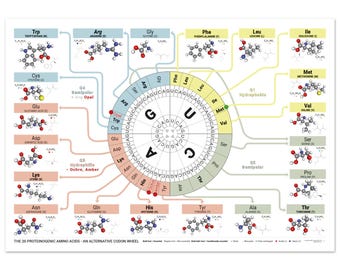 The 20 Proteinogenic Amino Acids – Alternative Codon Wheel Poster | Genetic Code Chart | Molecular Biology Wall Art