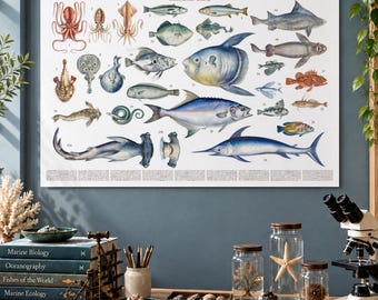 Renaissance Marine Life Poster: Ippolito Salviani Natural History (1554) reproduction