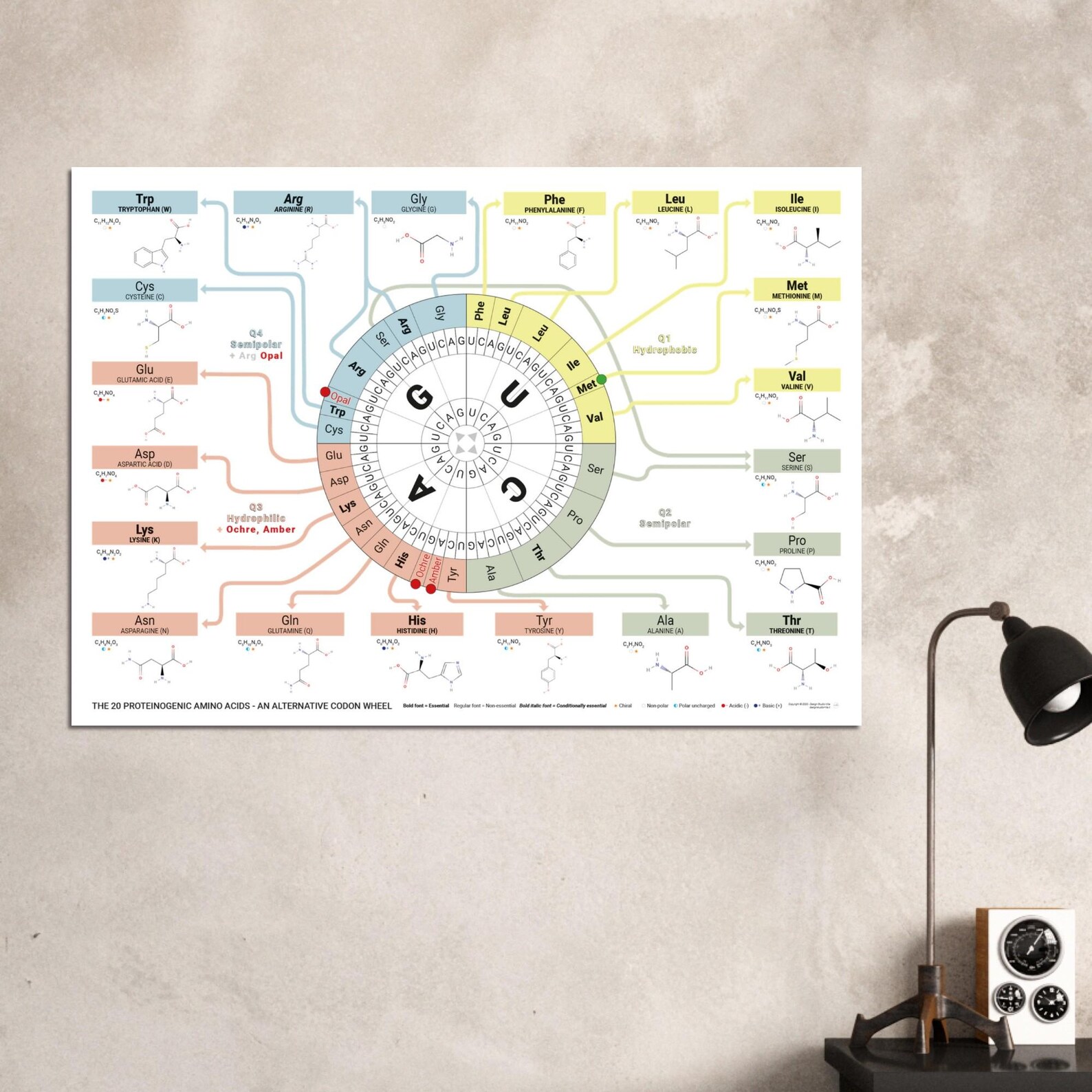 The 20 Proteinogenic Amino Acids – Alternative Codon Wheel Poster ...