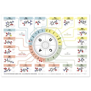Könnte beinhalten: Ein wissenschaftliches Poster mit dem Titel The 20 Proteinogenic Amino Acids - An Alternative Codon Wheel. Es zeigt ein zentrales kreisförmiges Codon-Rad, umgeben von Molekülstrukturen von Aminosäuren, farblich kodiert.