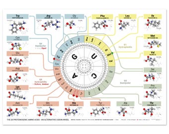 May include: A scientific poster titled The 20 Proteinogenic Amino Acids - An Alternative Codon Wheel. It features a central circular codon wheel surrounded by molecular structures of amino acids, color-coded by chemical properties.