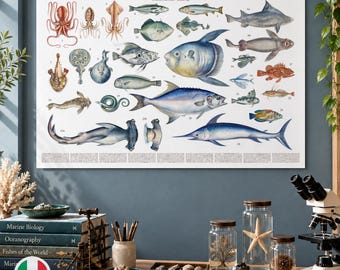 Poster sulla fauna marina: riproduzione dalla storia naturale rinascimentale di Ippolito Salviani (1554)
