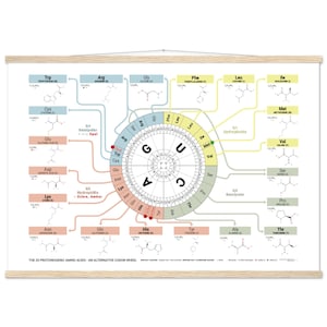Könnte beinhalten: Ein wissenschaftliches Poster mit einem Codon-Rad-Diagramm mit Aminosäuren und ihren Codons. Das Poster hat einen weißen Hintergrund mit farbigen Linien und Text und wird von magnetischen Holz-Posteraufhängern gehalten.