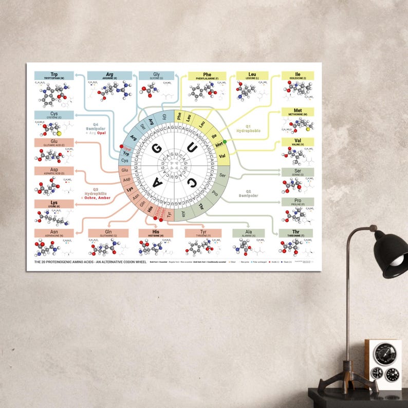 The 20 Proteinogenic Amino Acids – Alternative Codon Wheel Poster ...