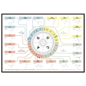 Los 20 aminoácidos proteinogénicos: póster de la rueda de codones alternativa / tabla del código genético / lámina de biología molecular enmarcada (A0/A1l)