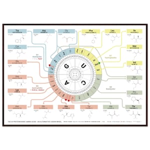 Könnte beinhalten: Ein gerahmtes Lehrposter mit einem Codon-Rad-Diagramm. Das Poster zeigt die 20 proteinogenen Aminosäuren mit ihren chemischen Strukturen und Abkürzungen. Das zentrale Rad zeigt den genetischen Code, mit einem dunklen Holzrahmen.