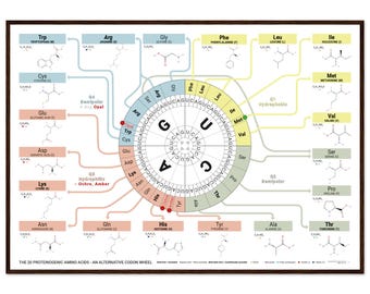 Poster De 20 proteïnogene aminozuren – alternatief codonwiel | Genetische codetabel | Moleculaire biologie ingelijste muurkunst (A0/A1l)