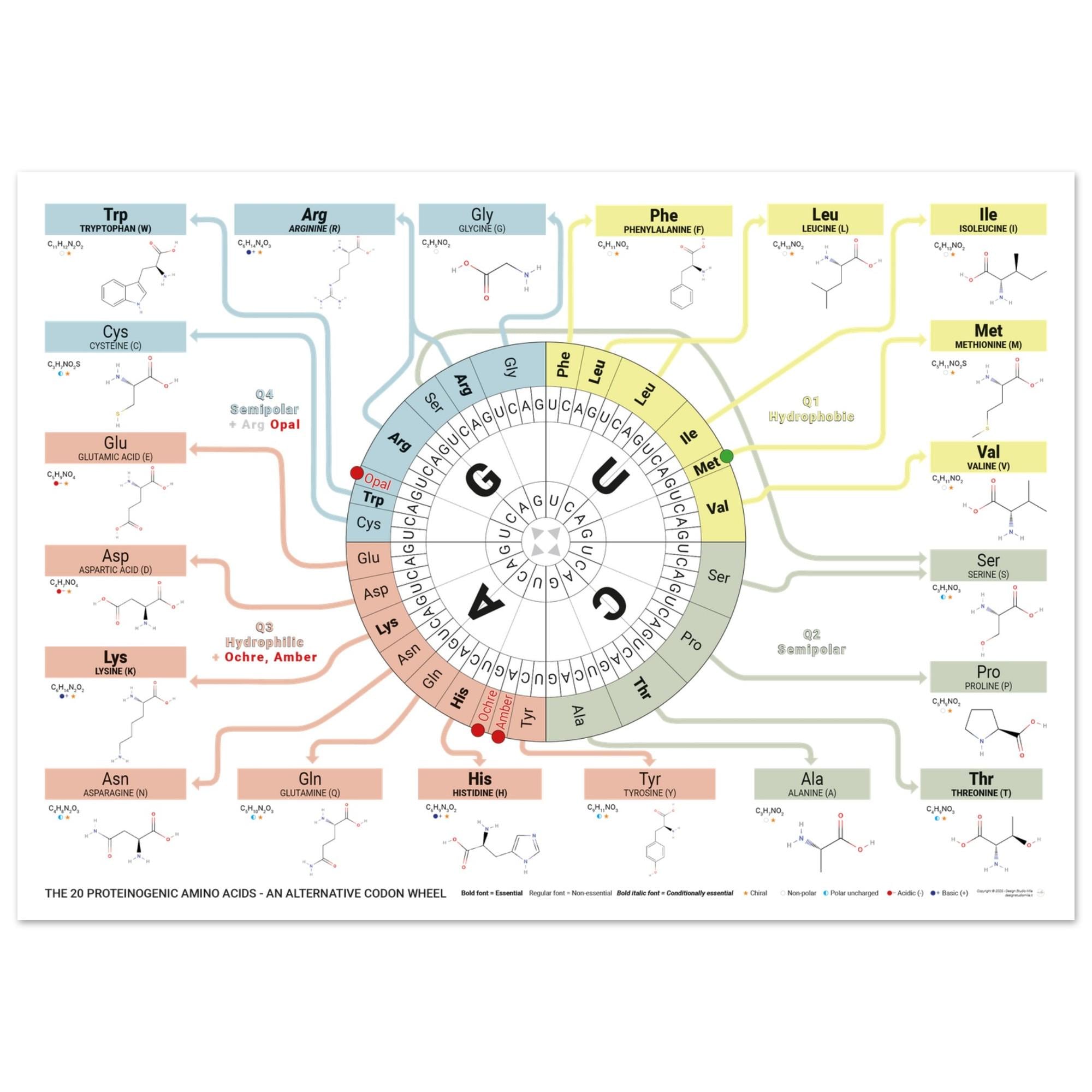 The 20 Proteinogenic Amino Acids – Alternative Codon Wheel Poster ...