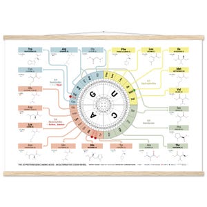 The 20 Proteinogenic Amino Acids – Alternative Codon Wheel Poster with Hanger | Genetic Code Chart | Molecular Biology Wall Art (70x100 cm)