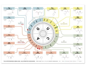 Los 20 aminoácidos proteinogénicos: póster de la rueda de codones alternativa / tabla del código genético / arte mural de biología molecular (A0/A1/A2)