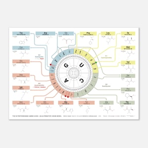 Puede incluir: Un póster que presenta un diagrama detallado de la rueda de codones, que ilustra los 20 aminoácidos proteinogénicos. El diseño incluye una rueda central con letras de código genético y diagramas circundantes con estructuras químicas.