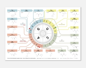Poster De 20 proteïnogene aminozuren – alternatief codonwiel | Genetische codetabel | Muurkunst moleculaire biologie (A0/A1l)