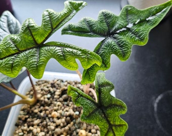 Alocasia Jacklyn S