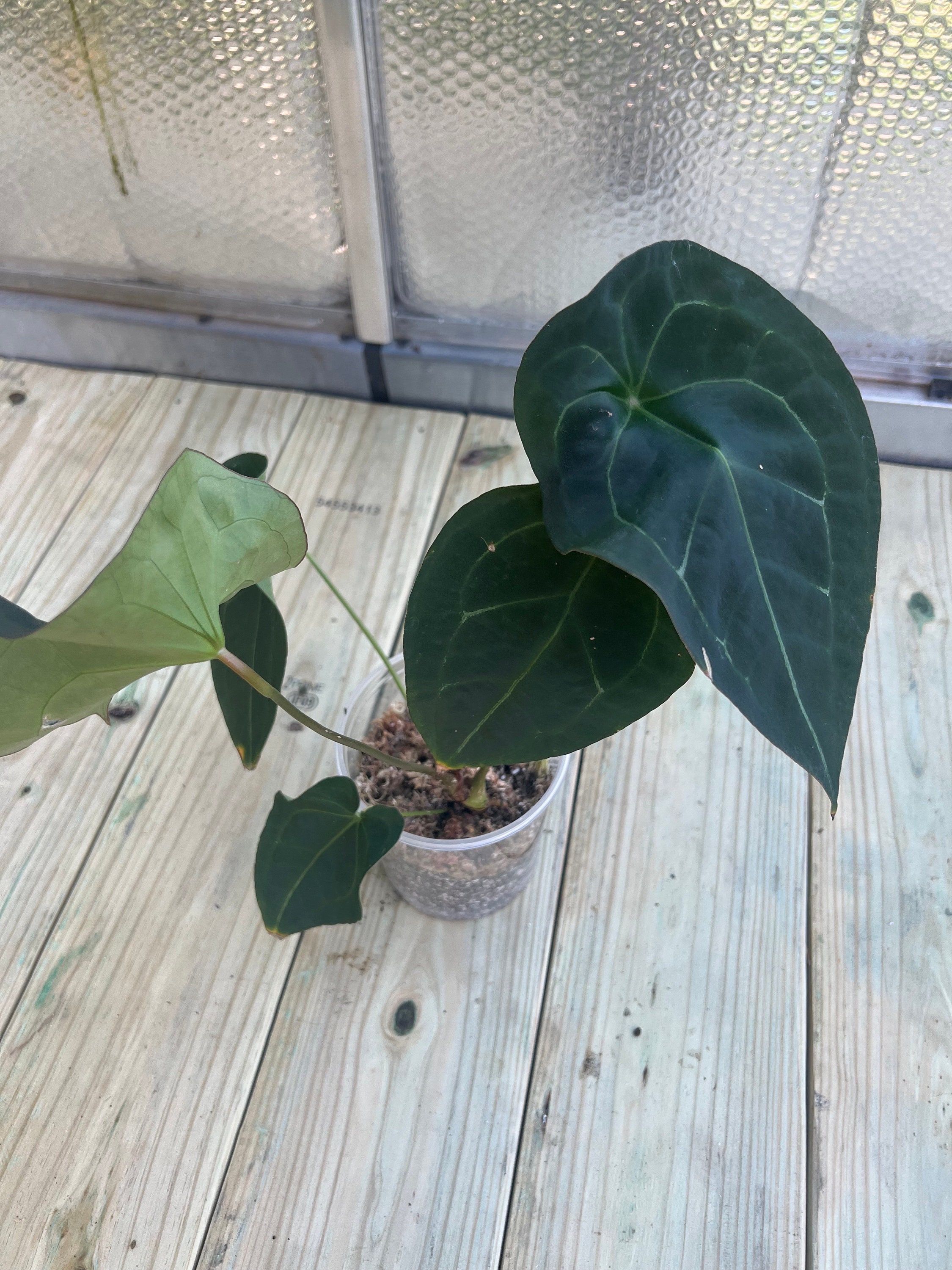 Anthurium AOS X Forgetti - Etsy Anthurium AOS X Forgetti - Etsy