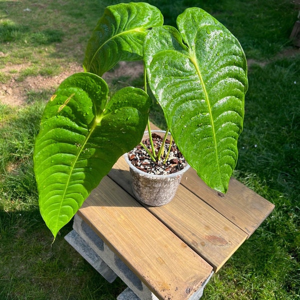 Anthurium Veitchii