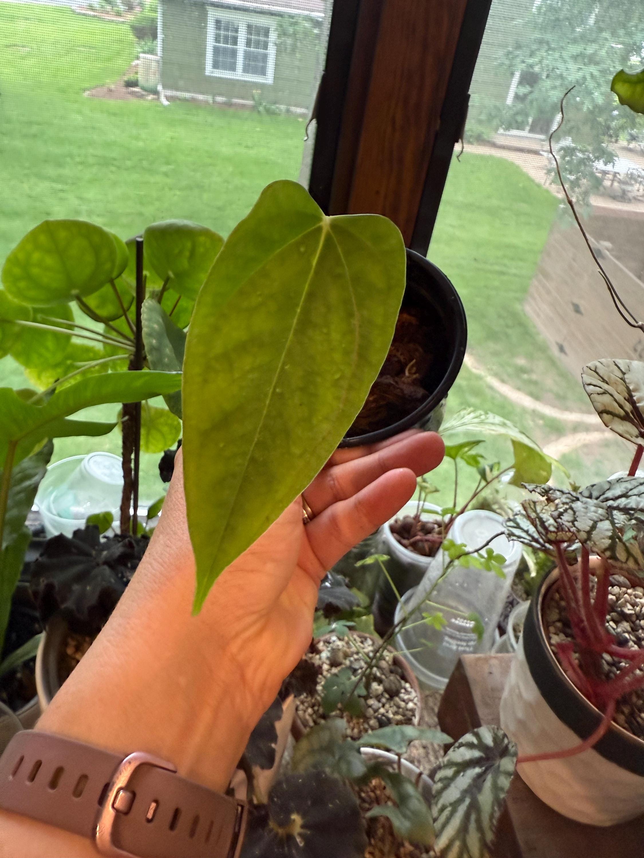 Anthurium Fort Sherman Seedlings - Etsy