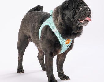 May include: A black pug wearing a light blue mesh dog harness with an orange buckle. The harness has a breathable mesh design.