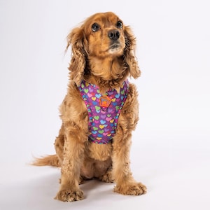 Puede incluir: Un perro cocker spaniel marrón y blanco con un arnés para perros morado y rosa con estampado de corazones. El arnés tiene una pequeña hebilla naranja.
