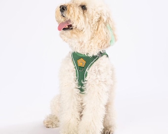 May include: A white fluffy dog wearing a green mesh dog harness with a yellow star on the front. The dog is sitting and looking up.