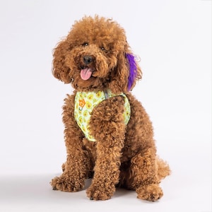 Pode incluir: Um poodle marrom e branco usando um arnês para cachorro verde e amarelo com um padrão de abacate sorridente. O arnês tem uma pena roxa.