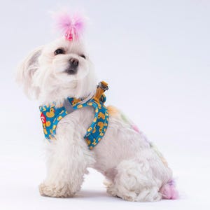 May include: A small white dog with a blue harness featuring a yellow duck pattern. The dog has a pink feather hair accessory and colorful streaks in its fur. The harness has a reflective gray strap.