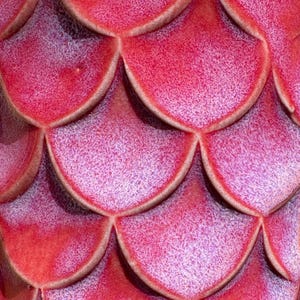 Pottery Roller - 3.5" Macro Scales