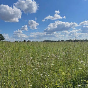 May include: A field of long green grass and wildflowers under a bright blue sky with white clouds. The image captures a natural landscape, suggesting a sense of open space and natural beauty.
