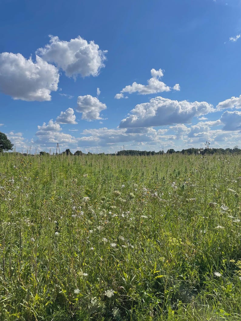 May include: A field of long green grass and wildflowers under a bright blue sky with white clouds. The image captures a natural landscape, suggesting a sense of open space and natural beauty.