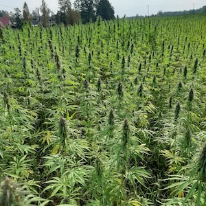 Könnte beinhalten: Ein großes Feld mit grünen Pflanzen mit hohen, schlanken Stängeln und breiten, gezahnten Blättern. Die Pflanzen sind dicht gepackt und bilden eine üppige, grüne Fläche unter einem hellen Himmel. Das Bild zeigt eine natürliche Umgebung im Freien.