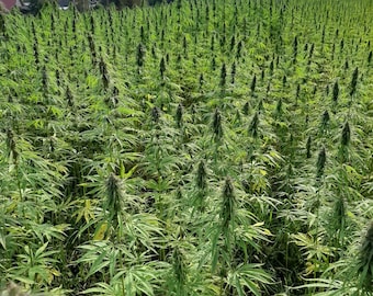 Graines de chanvre premium pour la pêche | Paquet de 500 g | Additif naturel et efficace pour appâts