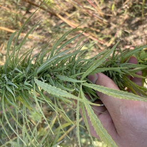 May include: Close-up of a cannabis plant branch with green leaves and buds. The plant is held in a hand, with a blurred background of dry grass and other vegetation. The leaves have a serrated edge.