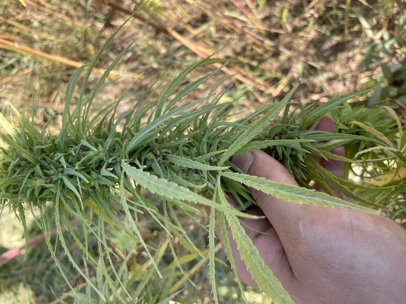 May include: Close-up of a cannabis plant branch with green leaves and buds. The plant is held in a hand, with a blurred background of dry grass and other vegetation. The leaves have a serrated edge.