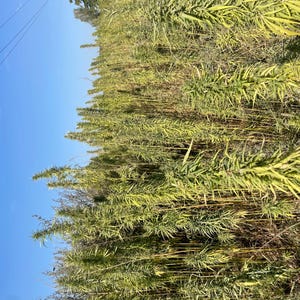 May include: A field of tall, green plants with long, slender leaves, possibly a crop. The plants are densely packed, creating a textured, natural scene under a clear, blue sky. The image is taken from a low angle.