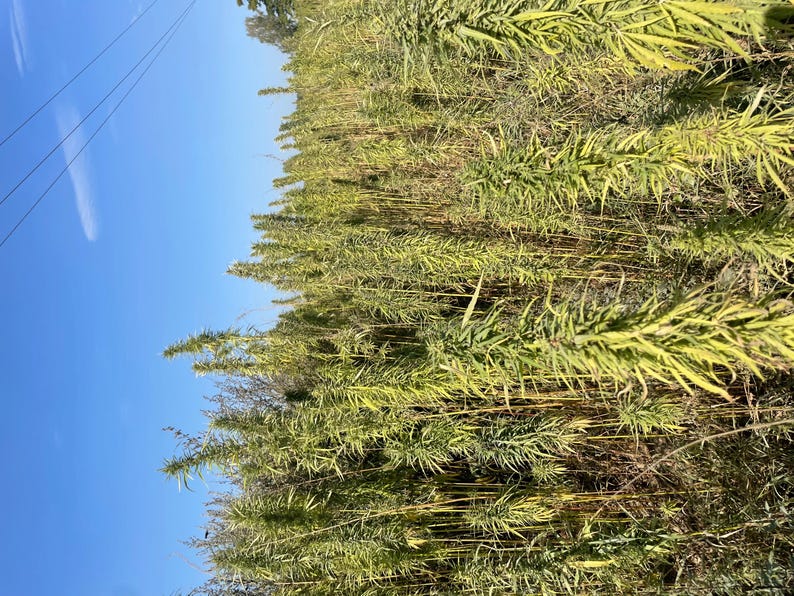May include: A field of tall, green plants with long, slender leaves, possibly a crop. The plants are densely packed, creating a textured, natural scene under a clear, blue sky. The image is taken from a low angle.