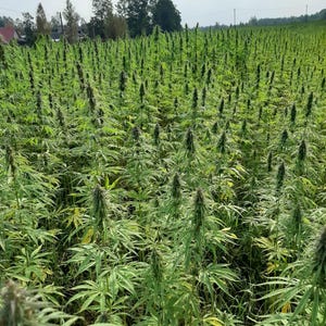 May include: A large field of green plants with tall, thin stems and wide, toothed leaves. The plants are closely spaced, forming a dense, green area under a bright sky. The image shows a natural, outdoor environment.
