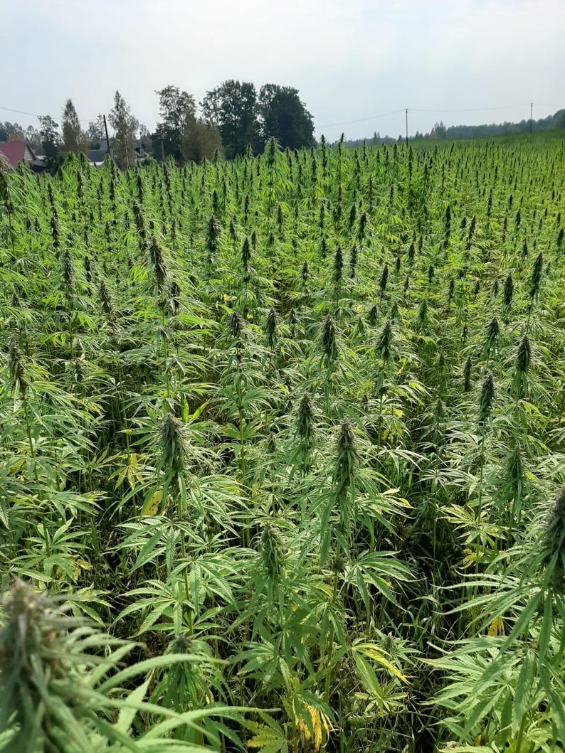 May include: A large field of green plants with tall, thin stems and wide, toothed leaves. The plants are closely spaced, forming a dense, green area under a bright sky. The image shows a natural, outdoor environment.