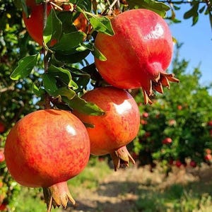 May include: Three ripe pomegranates hang from a tree branch with green leaves. The fruits are round with smooth, vibrant red and orange-tinted skin. Each pomegranate features a distinct, star-shaped calyx at the base, set against a bright blue sky.