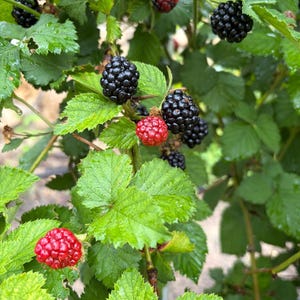 Puede incluir: Un arbusto de moras con racimos de bayas maduras de color negro oscuro y varias bayas inmaduras de color rojo brillante. La planta tiene hojas verdes dentadas con venas visibles, y los frutos muestran una superficie texturizada y rugosa.
