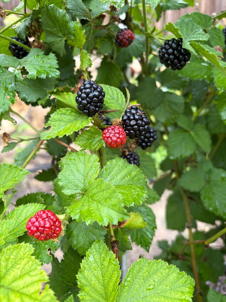 Puede incluir: Un arbusto de moras con racimos de bayas maduras de color negro oscuro y varias bayas inmaduras de color rojo brillante. La planta tiene hojas verdes dentadas con venas visibles, y los frutos muestran una superficie texturizada y rugosa.