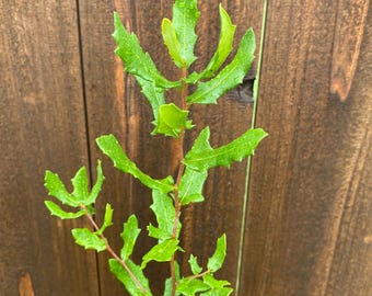 May include: A young plant with a slender, reddish-brown stem and vibrant green, serrated leaves. The foliage features distinct, sharp-edged lobes and a glossy texture, with small water droplets visible on the surface of the leaves.